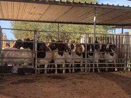 Boer goats
