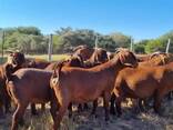 Kalahari goats and Boer goats - photo 3