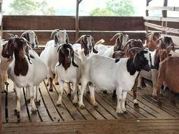 Boer goats and Merino sheep for breeding and slaughtering