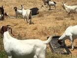 Boer goats for sale - photo 1