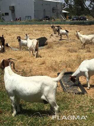 Boer goats for sale
