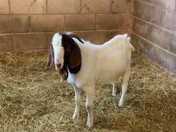 Boer goats for sale