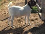 Boer goats for sale - photo 1
