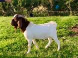 Boer goats for sale - photo 3