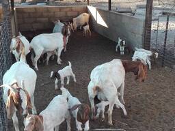 Boer goats for sale