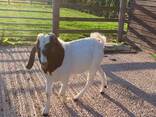 Boer goats for sale - photo 1