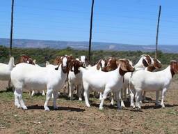 Boer Goats for Sale