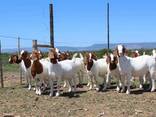Boer Goats for Sale - photo 2