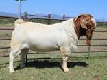 Boer Goats for Sale - photo 3