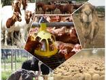 Boer goats for sale at good prices - photo 1