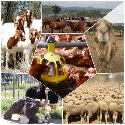 Boer goats for sale at good prices