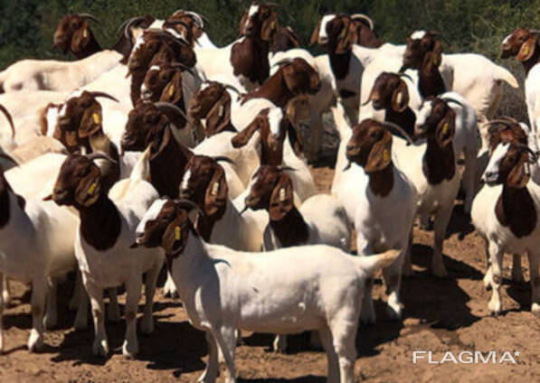 Buy Boer goats and sheep for sale in South Africa