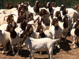 Boer goats and sheep for sale in South Africa