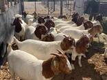 Boer goats for sale - photo 2
