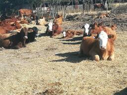 Boer goats, sheep's and rams and Catles for sale -Whatsapp 27781184837