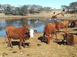 Boer goats, sheep's and rams and Catles - photo 2