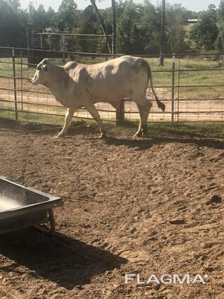 Bonsmara and Brahman Cattle
