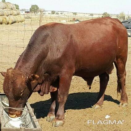 Bonsmara, Brahman and Nguni Cattle for sale in South Africa