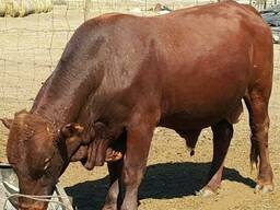 Bonsmara, Brahman and Nguni Cattle for sale in South Africa