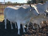 Bonsmara, Brahman and Nguni Cattle South Africa - photo 1