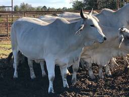 Bonsmara, Brahman and Nguni Cattle South Africa