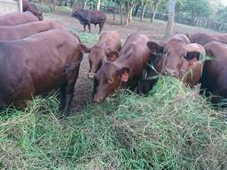 Bonsmara Cattle and Bonsmara Calves - Whatsapp