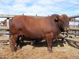 Cattle for sale - photo 2