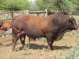 Bonsmara Cattle for sale - photo 3