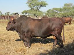 Bonsmara Cattle for sale