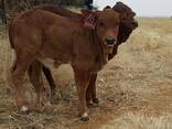 Boran Cattle for Sale - photo 1