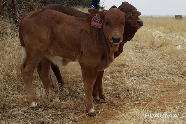 Boran Cattle for Sale