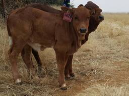 Boran Cattle for Sale