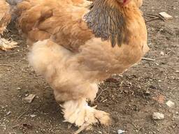 Brahma Chickens for Sale