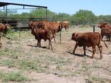 Brahman Calves for sale - photo 2