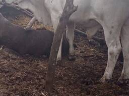 Brahman heifers online