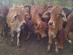 Brahman Cattle for Sale