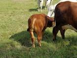 Brahman cattle for sale - photo 3