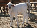 Brahman Cattle for sale - photo 1