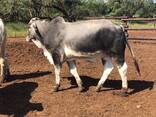 Brahman Cattle for sale - photo 1