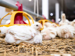 Broiler and Layer Day Old Chicks