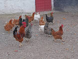 Broiler and Layer Day Old Chicks - photo 3