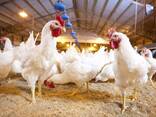 Broiler Chicken 2.5-3kg for sale - photo 3