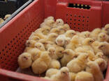 Broiler / Cornish and Hard Body Chickens - photo 2