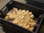 Broiler / Cornish and Hard Body Chickens - photo 3