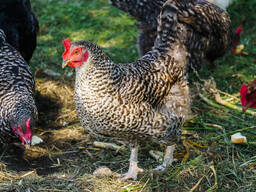 Broiler Chicken live 2.5-3kg for sale