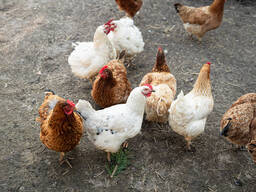 Rhode Island Red Available At Affordable Price
