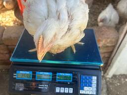 Broilers &amp; Chicken Eggs For Sale