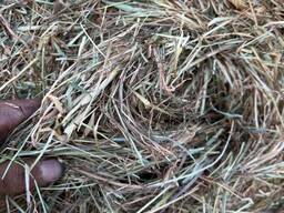 Broilers &amp; Chicken Eggs For Sale