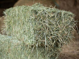 Brome Grass Hay for Sale