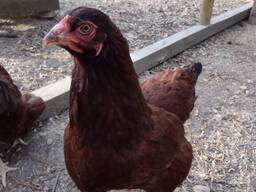 Buckeye chickens for sale